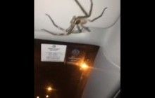 Огромный паук "взял в заложники" женщину в ее авто (видео)