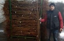 ФГ "Гадз" розпочало експорт саджанців фруктових дерев