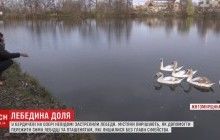 У Бердичеві вандали застрелили голову лебединого сімейства, яке люди підгодовували протягом літа (відео)