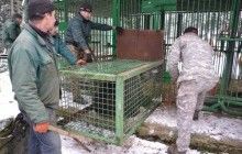 Трьох ведмедів із Самбора привезли у реабілітаційний центр "Синевир" (фото)
