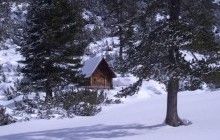 В России медведь украл у охотника два ружья и сбежал