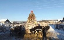 У Росії з'явилася двометрова ялинка з гною: майстер розповів про своє ноу-хау (фото)