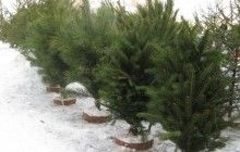 Голова Житомирської ОДА доручив лісівникам утворити до 15 грудня пункти реалізації новорічних ялинок