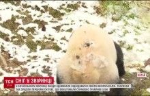 Викрутаси на колоді і перевороти: мережу підірвало відео, на якому панди радіють снігу