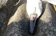 На Сумщине жестоко расстреляли трех лебедей (фото)