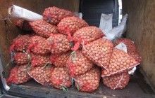 На Житомирщине у пенсионерки украли почти 30 мешков орехов (фото)