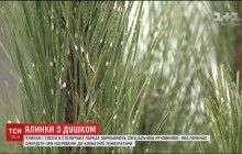 Киевские елки будут защищены от воров вонью (видео)