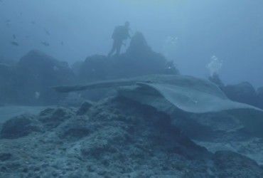 Гигантского ската с ядовитым шипом показали на видео