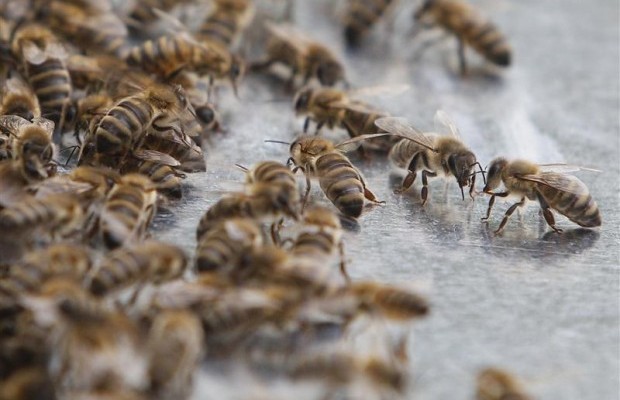 20 травня 2020 - яке сьогодні свято, прикмети і іменинники, що сьогодні не можна робити