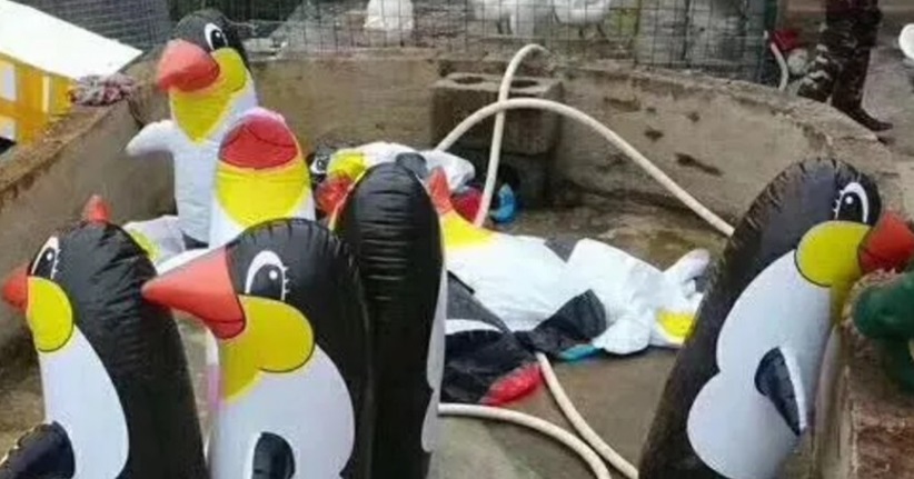 В китайском зоопарке в вольеры поместили надувных пингвинов / scmp.com В китайском зоопарке в вольеры поместили надувных пингвинов / scmp.com
