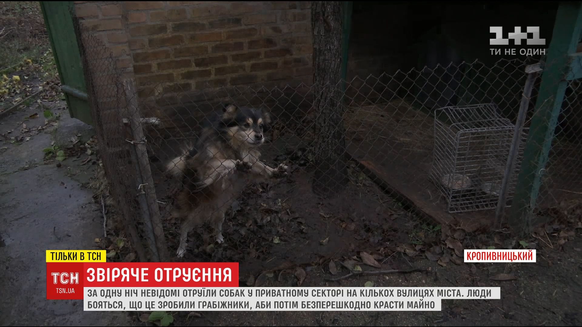 Хозяева собак убеждены, убийства злоумышленники готовили тщательно / Скриншот видео ТСН Хозяева собак убеждены, убийства злоумышленники готовили тщательно / Скриншот видео ТСН