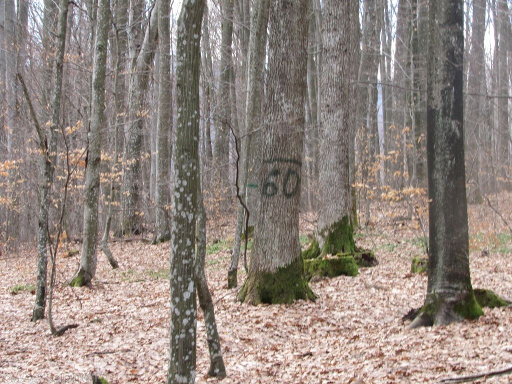 Територія заказника – це добре збережений лісовий ландшафт / фото cdn.goloskarpat.info Територія заказника – це добре збережений лісовий ландшафт / фото cdn.goloskarpat.info