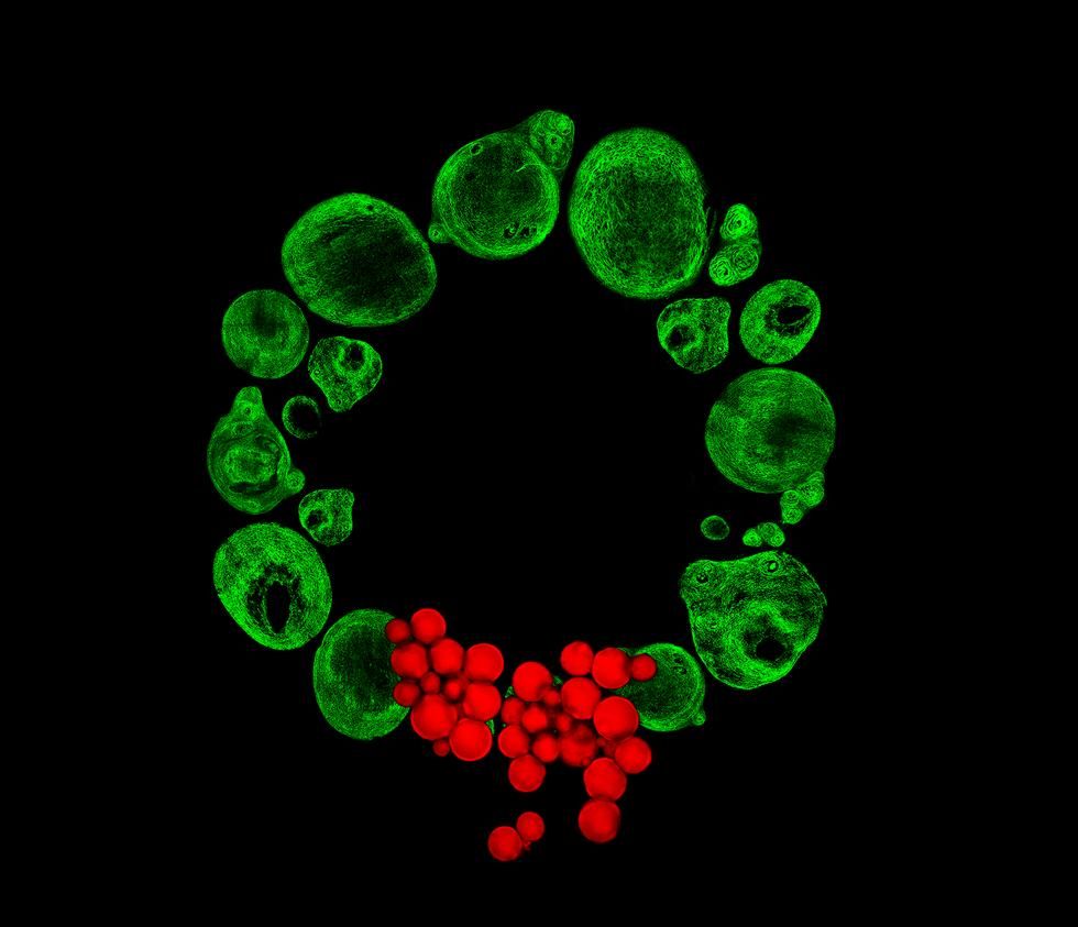 Різдвяний вінок зі стовбурових клітин / фото University of Southampton