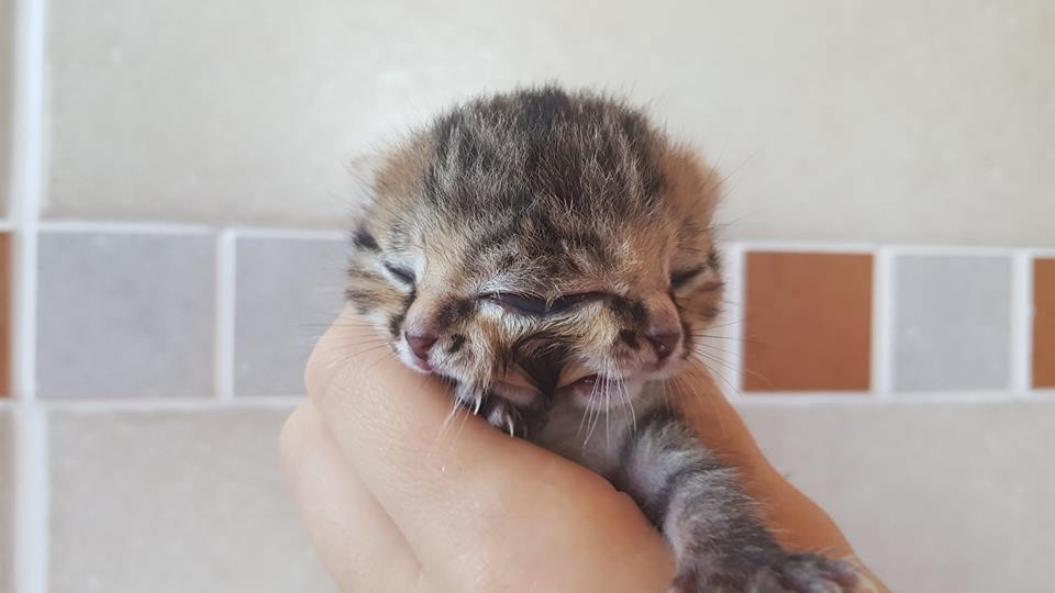 У котенка один большой глаз посередине / facebook.com/bettiebee2faces/ У котенка один большой глаз посередине / facebook.com/bettiebee2faces/