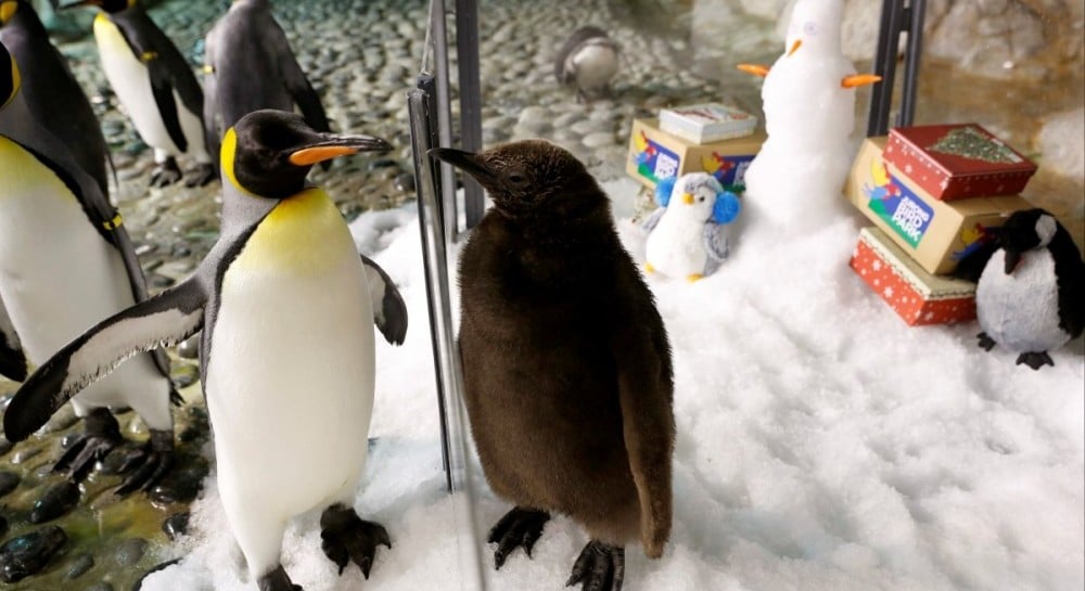 Royal penguin chick in Singapore zoo
