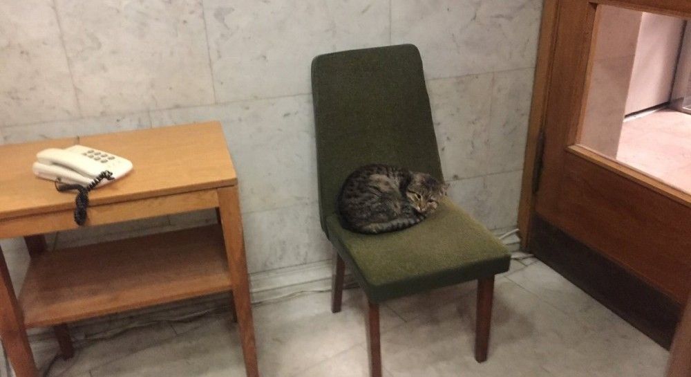 Ambassador the Cat "hired" by Ukraine MFA UNIAN