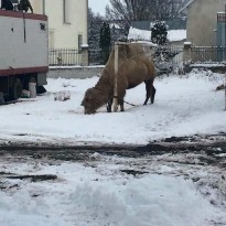 На Тернопольщине передвижной цирк из Грузии оставил на произвол судьбы верблюда (фото)