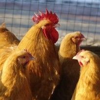 EBRD to lend EUR 25 mln for Ukraine's MHP for construction of biogas plant in Vinnytsia region