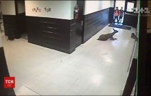 Незваный гость: в США во время занятий в школу ворвался олень и прокатился к выходу (видео)