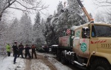 В Івано-Франківській області зрубали 90-річну головну ялинку України (фото)
