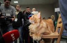 Мейн-кун Кекс здобув звання найбільшого кота в Україні: фоторепортаж із виставки котів