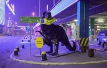 Сервис "Желтая кнопка" принял участие в социальном PR-проекте
