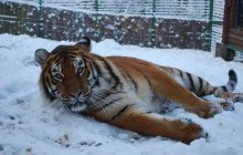 Рівненський зоопарк показав, як його мешканці зустріли справжню зиму (фоторепортаж)