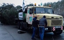 Головна Новорічна ялинка вирушить на Софійську площу не раніше опівночі – організатори