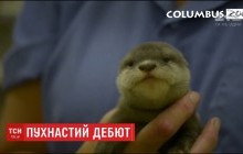 Пухнастий дебют: публіку американського зоопарку познайомили з маленьким азійським видреням (відео)