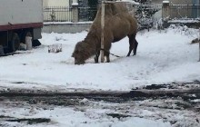 На Тернопольщине передвижной цирк из Грузии оставил на произвол судьбы верблюда (фото)