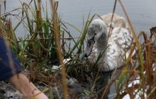 Сезон спасения лебедей открыт: винницкие спасатели вытащили из ледяной воды молодую птицу (фото, видео)