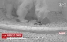 Момент дива: вдалося зняти на відео народження білого ведмежати (відео)