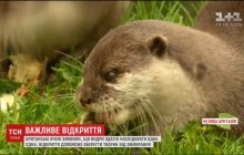 Ученые выяснили, как можно спасти выдр от вымирания (видео)