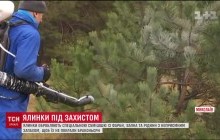У Миколаєві волонтери напередодні новорічних свят взяли ялинки під захист від браконьєрів (відео)