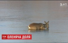 Словацкая пожарная бригада со второй попытки вытащила изо льда олененка (видео)