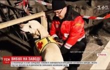 В американському Сент-Луїсі кіт тренує собак для людей з інвалідністю (відео)