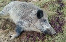 В Польше прирученный кабан пропал на неделю и вернулся домой пьяным