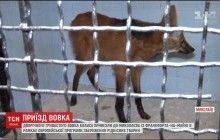 В Україну привезли унікального гривистого вовка з Німеччини (відео)