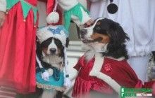 На Полтавщине прошел новогодний парад собак "Хатико" (фоторепортаж)