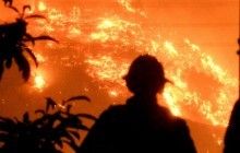 Лесные пожары в Калифорнии стали крупнейшими за всю историю наблюдений