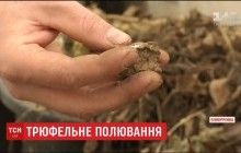 Украинский аграрий стремится сделать Подолье трюфельным краем (видео)