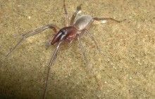 Новый вид пауков с необычным образом жизни назвали в честь Боба Марли