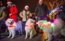 Білі і пухнасті: в Одесі пройшов новорічний парад самоїдських собак (фоторепортаж)