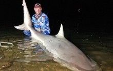 Рыбак выловил огромную тупорылую беременную акулу (фото)