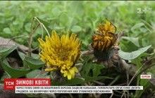 Природные аномалии: в Херсоне перед Новым годом расцвели одуванчики (видео)