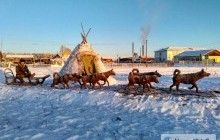 Для новогоднего настроения: россиянин создал скульптуру собачьей упряжки из навоза (фото)