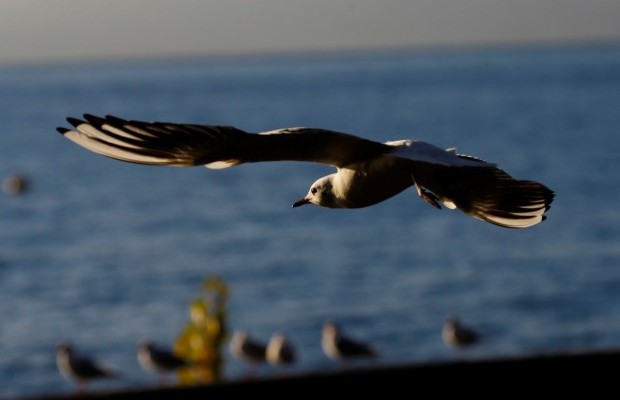 Турист майже 20 років був у "чорному списку" канадського готелю через інцидент з чайками
