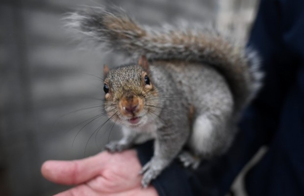 В США сняли с рейса женщину, пытавшуюся пронести на борт белку в качестве «эмоциональной поддержки» (видео)
