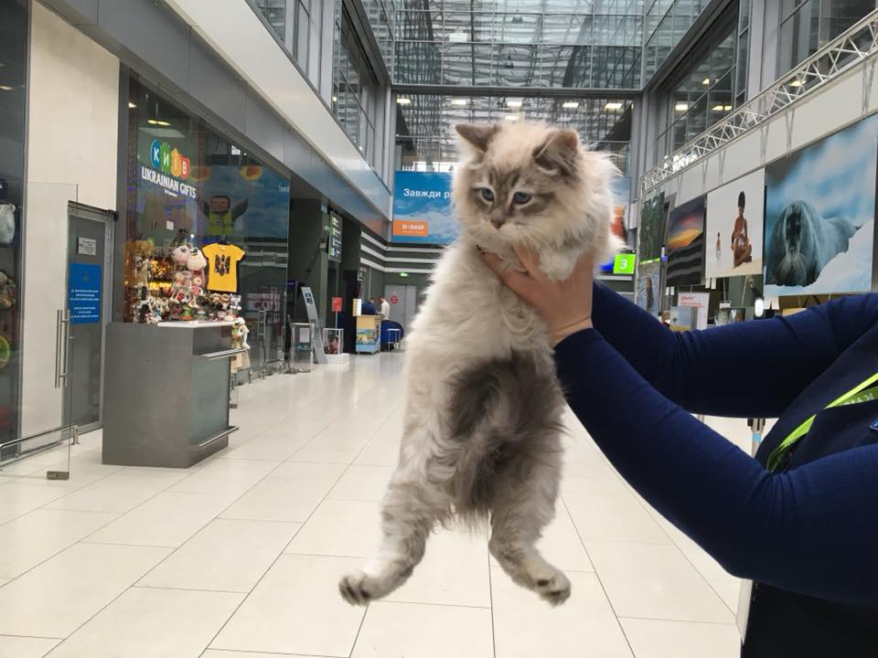За 10 минут для кисы нашли нового хозяина с помощью соцсетей / фото facebook.com/galina.bogdanenko За 10 минут для кисы нашли нового хозяина с помощью соцсетей / фото facebook.com/galina.bogdanenko