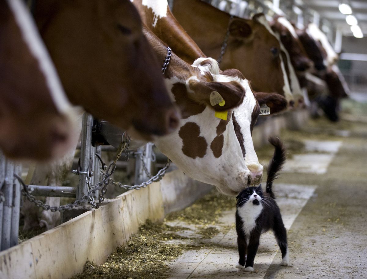 Украина начала экспортировать в Албанию мясные полуфабрикаты / фото REUTERS